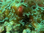 Image result for "lebrunia Coralligens". Size: 141 x 106. Source: doris.ffessm.fr