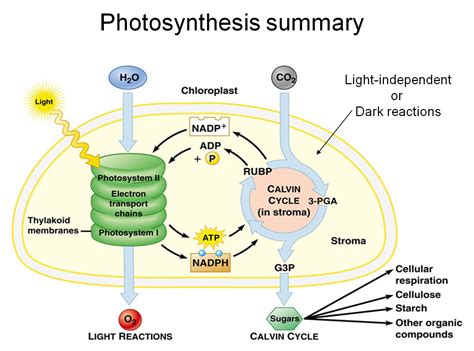 stopping  light dependent phase  photosynthesis affect  light independent phase