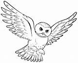 Potter Hedwig Lechuzas Realistic sketch template