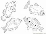 Fishes Coloring Different Fish Views Pages Dead Printable Color Animals Getdrawings Getcolorings sketch template