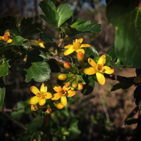 small yellow flowers sepulveda basin wildlife area  word