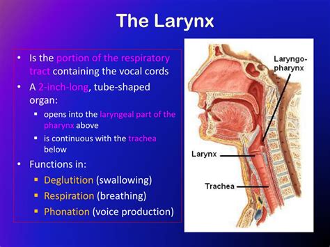 larynx trachea bronchi powerpoint    id
