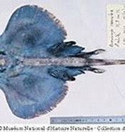 Afbeeldingsresultaten voor Neoraja caerulea Geslacht. Grootte: 175 x 121. Bron: www.fishbase.se