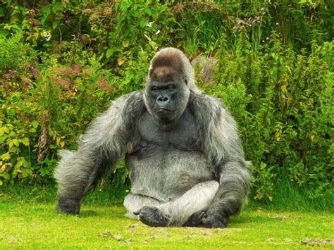 How Much Does A Gorilla Weigh Gorilla Weight Gorilla Facts
