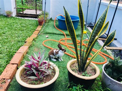 dari rumput terbiar ibu ini siapkan laman belakang cantik untuk 5 beranak mingguan wanita