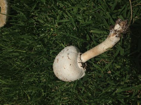 los angeles white lawn mushrooms   identify mushroom hunting