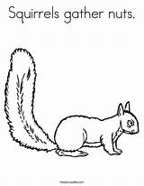 Squirrel Coloring Squirrels Nuts Pages Printable Gather Kids Noodle Print Outline Built California Usa Twistynoodle Cursive Twisty sketch template