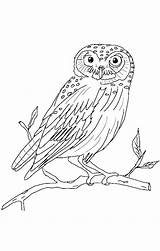 Owl Coloring Barn Pages Color Realistic Drawing Owls Colouring Getcolorings Printable Sweet Ausmalbilder Getdrawings Gemerkt Von Momjunction Kinder sketch template