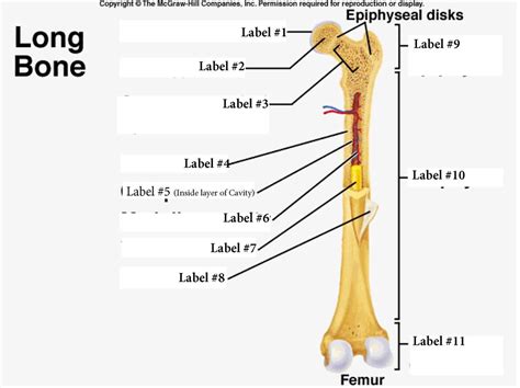 long bone diagram labeled quizlet anatomy lecture  cartilage