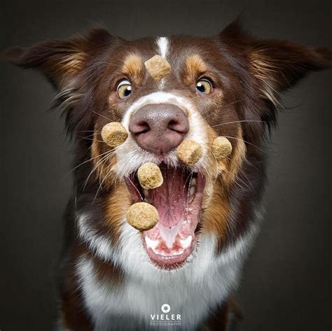 humorous   dogs catching treats   mouths