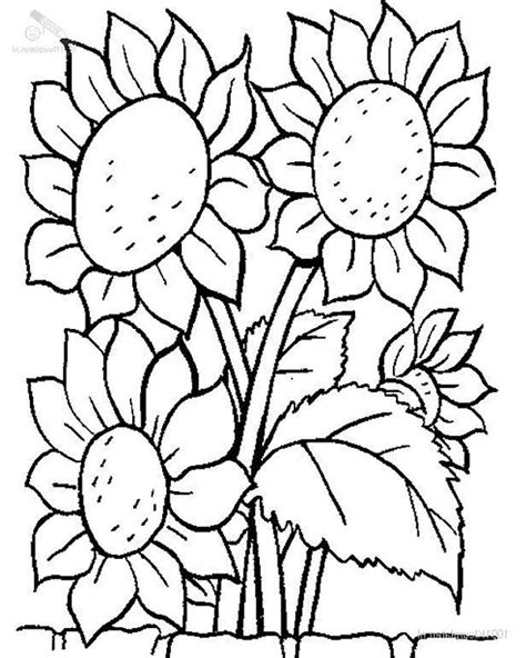 kansas sunflower coloring page coloring pages