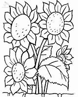 Coloring Sunflower Plants Lovely Kids sketch template