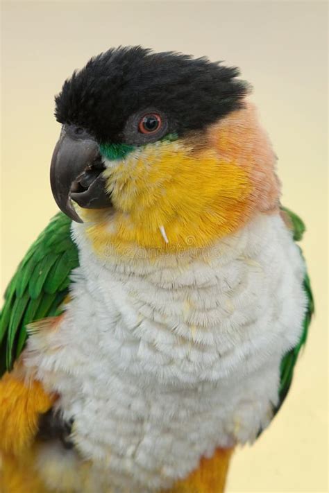 black headed caique parrot stock photo image  wildlife