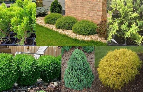 maintain evergreen plants  stay evergreen thefindstorycom