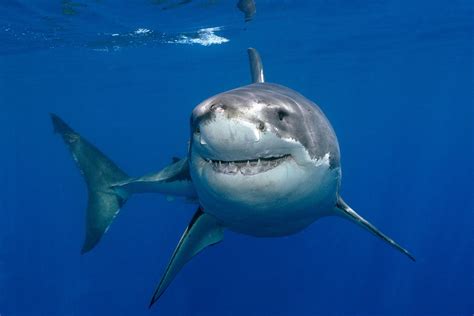 great white shark 4k ultra hd wallpaper background image 4941x3300 id 659833 wallpaper abyss