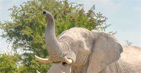 He Snaps A Photo Of An Elephant Why It S Going Viral Look Closely At