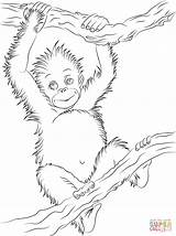 Coloring Orangutan Baby Pages Cute Animals Printable Supercoloring Animal Drawing Drawings Popular Orangutans Results Coloringhome Babies sketch template