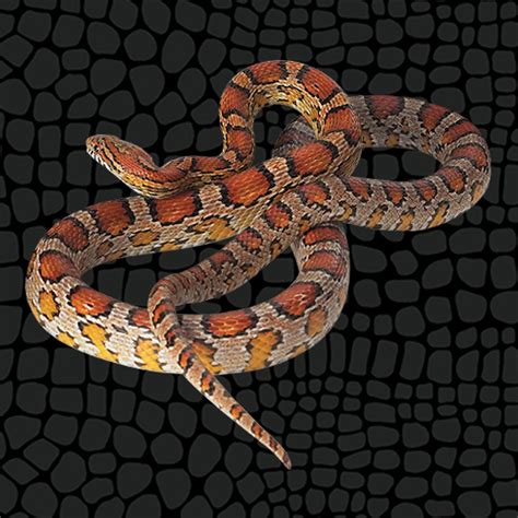 corn snake collection