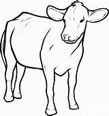 Cow Coloring Pages Draw Printable Cattle Kids Outline Simple Drawing Baby Calf Cartoon Clipart Animals Color Pic Step Children Colouring sketch template