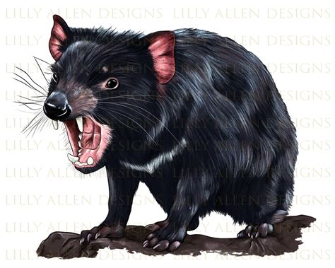 tasmanian devil illustrations png digital  marten etsy