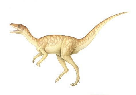 eoraptor australian museum