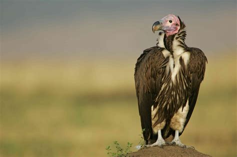 worlds  endangered vulture species