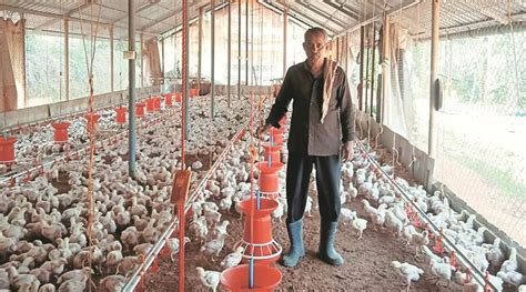 innovative solutions  poultry farming  alleviating farm distress