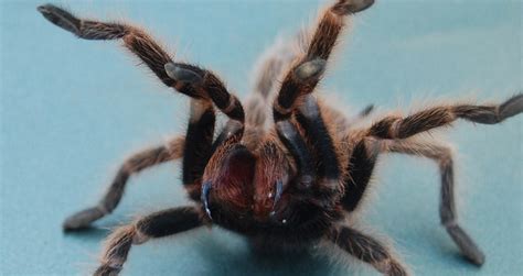 Handling Tarantulas Dangers And Why To Avoid It Beyond The Treat