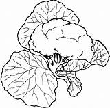 Cauliflower Bestcoloringpagesforkids Collard Zucchini Kleurplaten sketch template