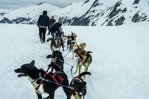 images snow winter team alaska pulling sledding dog sled