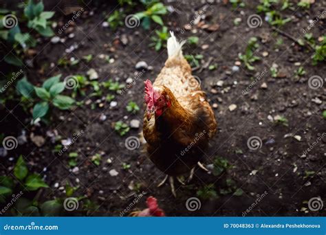 chicken  fence stock image image  greenery leaves