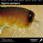 Afbeeldingsresultaten voor "hyperia Spinigera". Grootte: 185 x 185. Bron: www.st.nmfs.noaa.gov