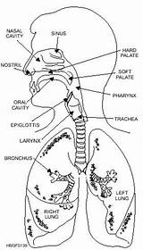 Respiratory Trachea Organs Figure Corpsman Getdrawings sketch template