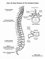 Coloring Vertebral Column Spine Human Anatomy Pdf Backbone Back Template Pages Please sketch template