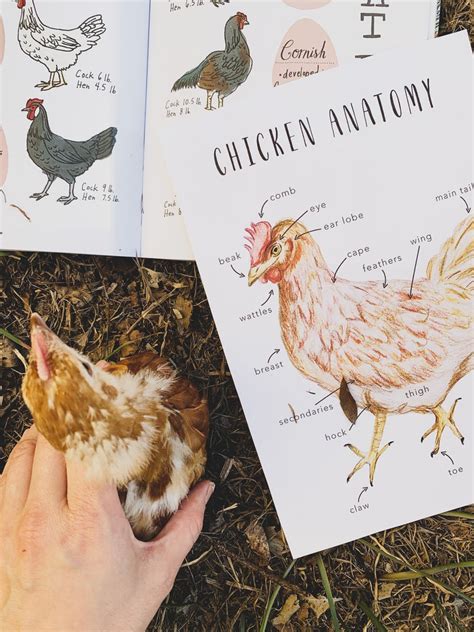 chicken anatomy homeschool printables homeschool resources etsy