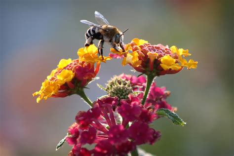 photo bee  flower