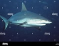 Afbeeldingsresultaten voor "carcharhinus Wheeleri". Grootte: 118 x 93. Bron: www.alamy.com
