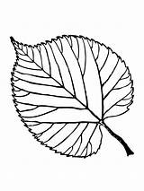 Leaf Coloring Printable Pages Basswood Drawing Template Leaves Weed Color Fall Aspen Simple Maple Shelter Beech Plant Getdrawings Tree American sketch template