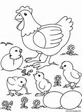 Coloring Chicken Farm Pages Animal Chicks Printable Color Print Easter Baby Para Animals Hen Gif Chick sketch template