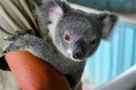koalas have 2 thumbs and other weird australian wildlife