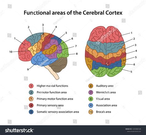 zones fonctionnelles du cortex cerebral portant image vectorielle de