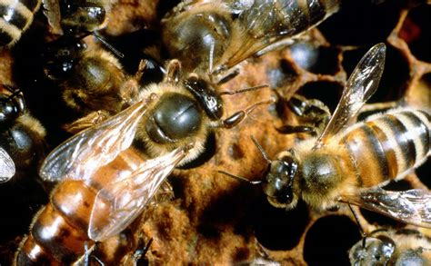 wat doen de bijen  de winter imkerij de drakenbijen