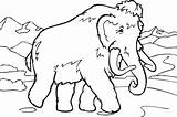 Mammoth Extinct Mammut Prehistoric Mamut Colorare تلوين صوره Fossil Printable Colouring I2clipart Picpng Divertenti sketch template