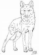 Iberian Wolf Simensis Canis Watchful Deviantart Innocent sketch template