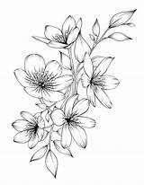 Flower Flowers Drawing Drawings Coloring Beautiful Floral Pdf Adult Pages Printable Line Sketches Book Colouring Tattoo Digital Blume Sold Etsy sketch template