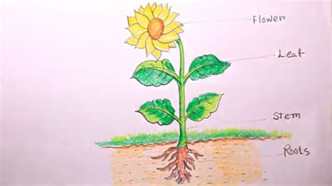 draw sunflower plantparts  plantsunflower plant drawing youtube