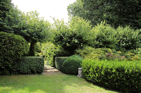 hedging  landscaping bets piedmont master gardeners