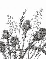 Thistle Drawing Line Fine Thistles Print Getdrawings sketch template