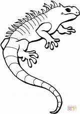 Iguana Coloring Pages Printable Silhouettes sketch template