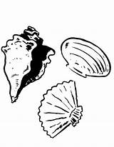 Coloring Conch Pages Scallop Shell General Lee Drawing Getdrawings Getcolorings Clam Dukes Hazzard sketch template